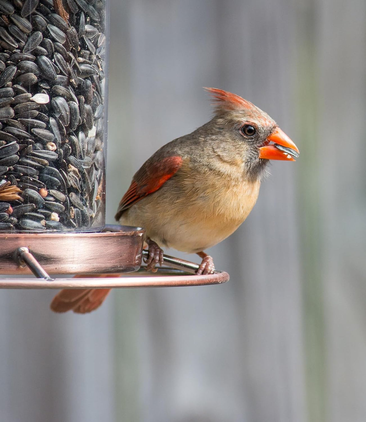 Wild Bird Seed 20 lb Sunflower Blend B676926