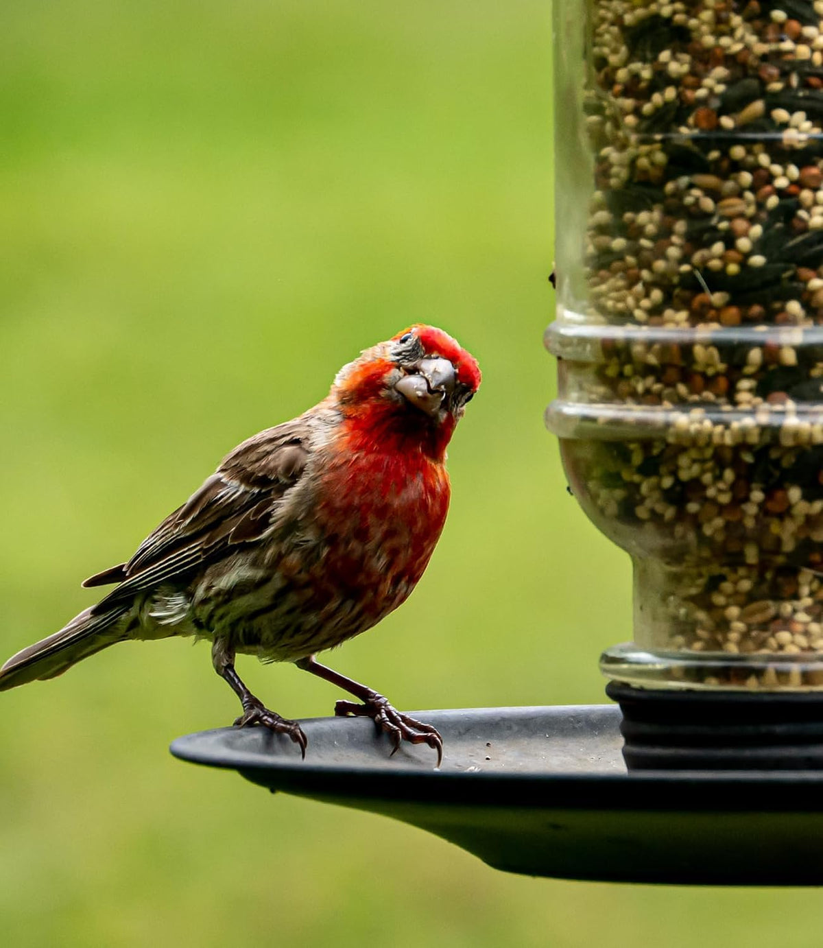 Wild Bird Seed 20 lb Sunflower Blend B676926