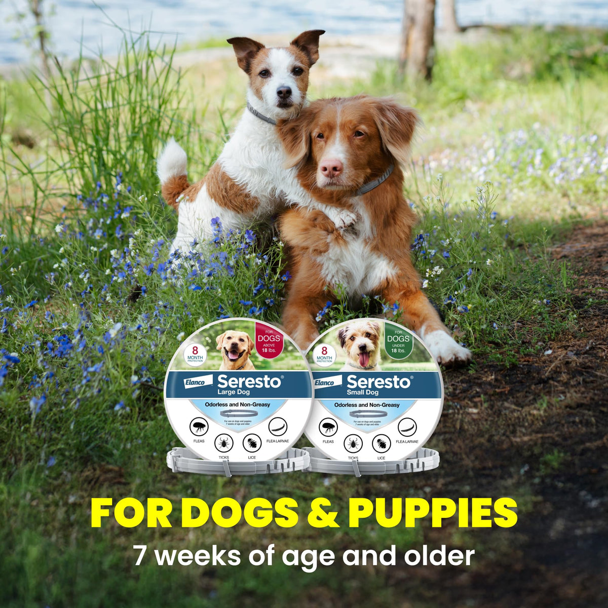 8-Month Flea & Tick Collar for Large Dogs Over 18 lbs O58636
