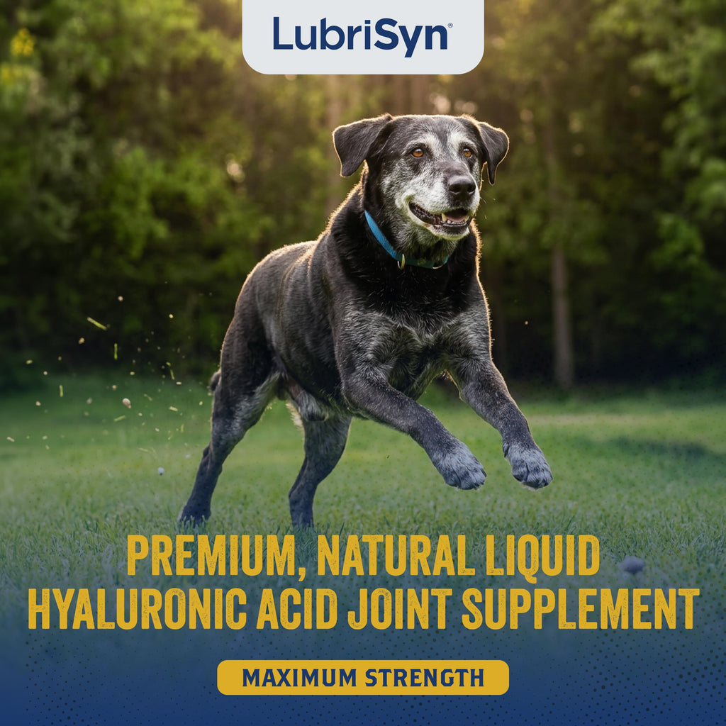 Hyaluronic Acid Hip & Joint Supplement for Dogs & Cats, 16 oz O25469