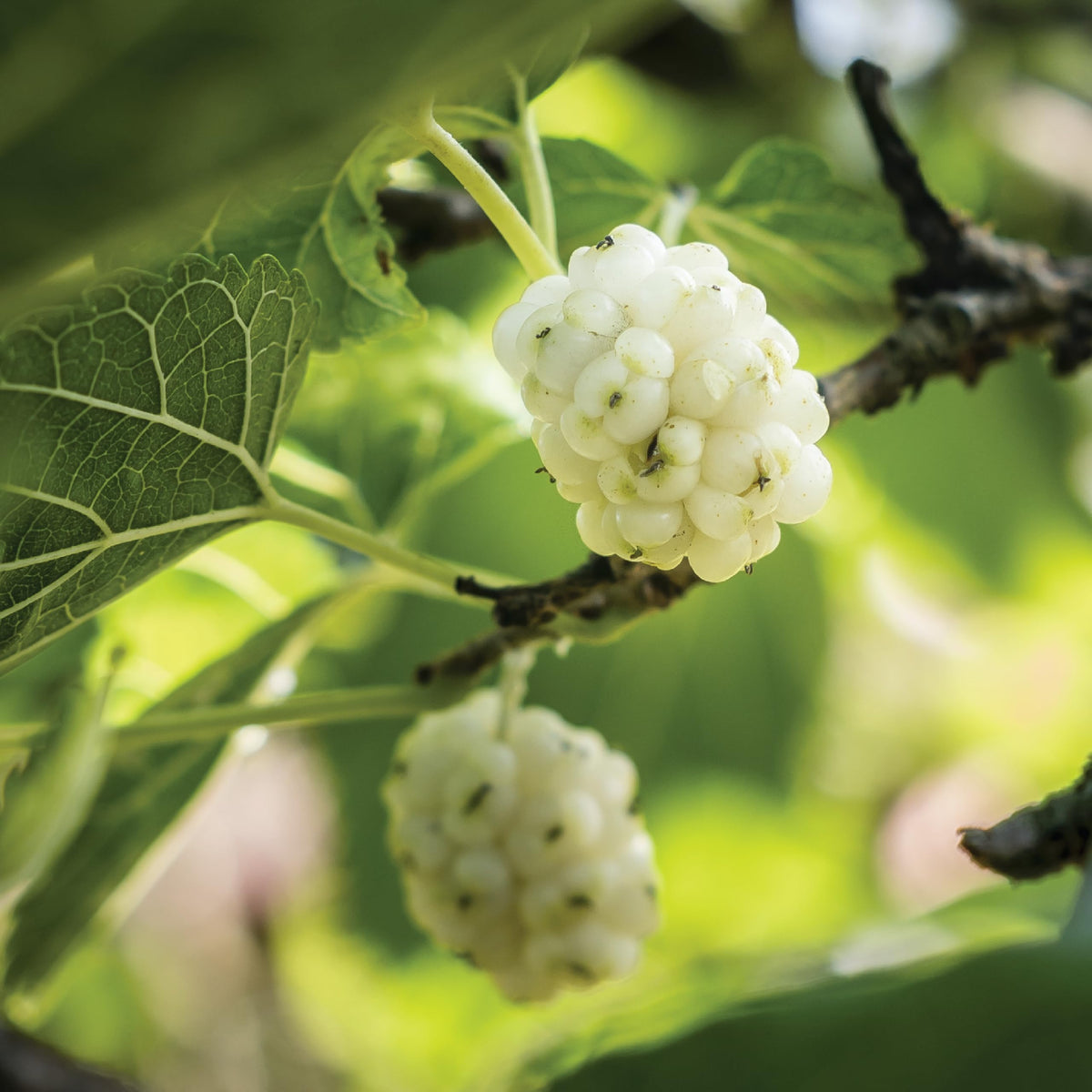 White Mulberries 8 oz B426