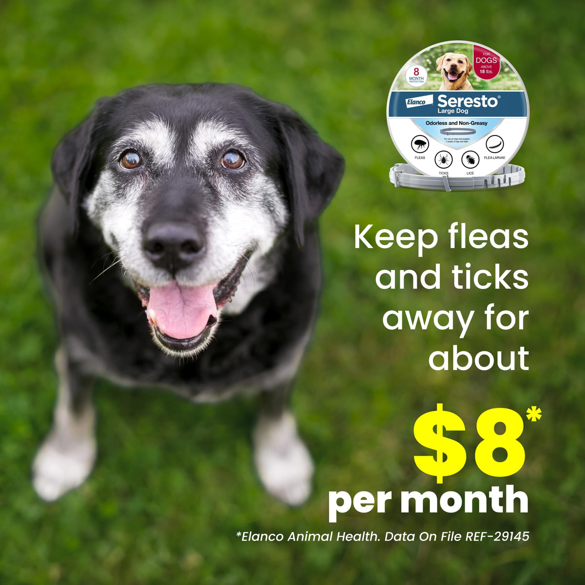 8-Month Flea & Tick Collar for Large Dogs Over 18 lbs O58636