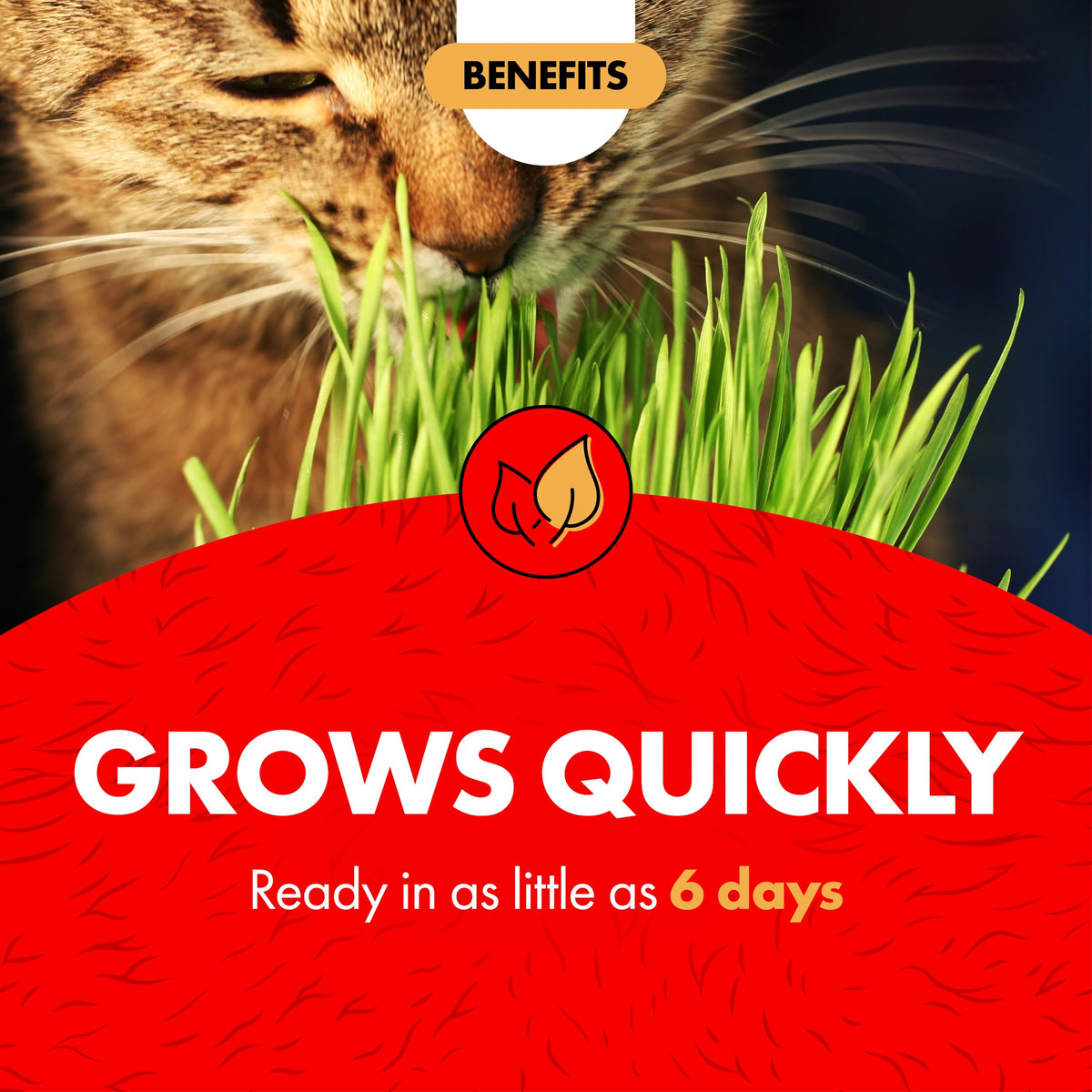 Cat Grass Kit S852