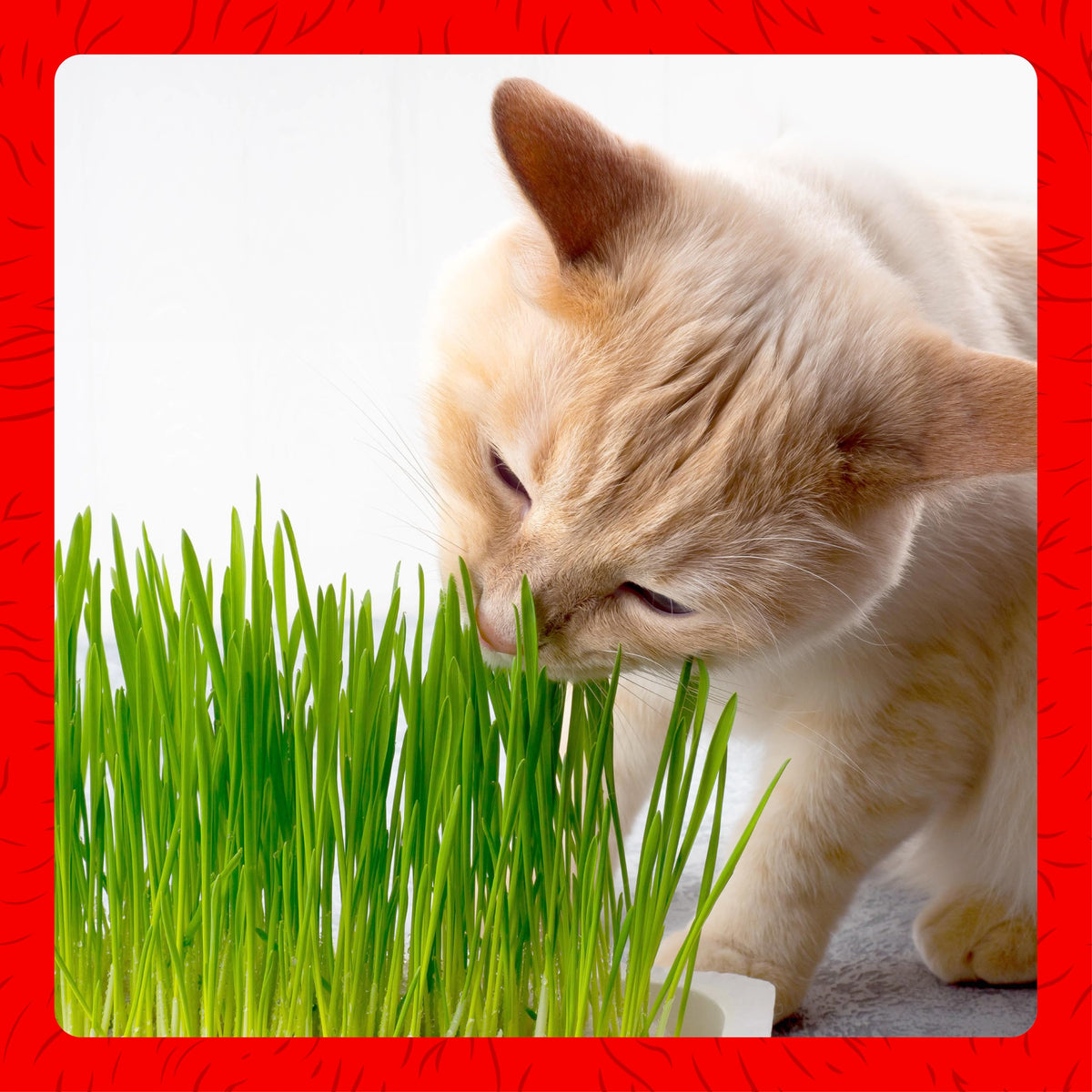 Cat Grass Kit S852